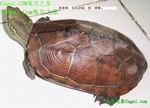 乌龟