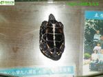 野生乌龟(公)