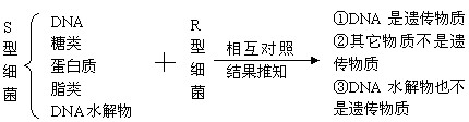 高中生物DNA是主要遗传物质实验分析